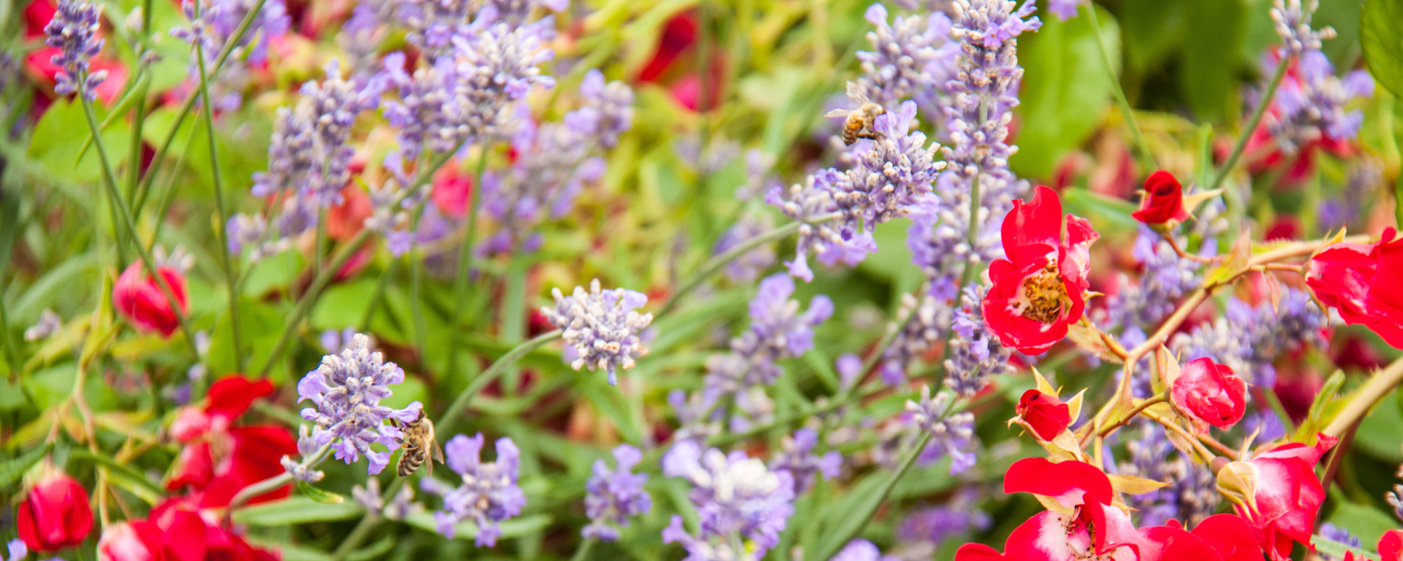 busy-bees-in-the-garden-up-close-and-personal-west-coast-gardens