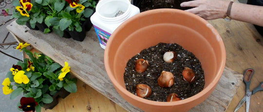 Layered Bulb Planter for Blooms ALL Spring