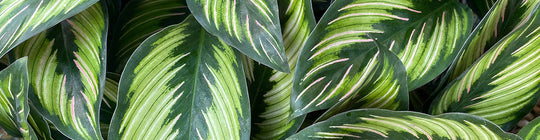 Our Top 10 Calathea