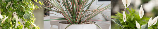 Top 7 Houseplants for Purifying Your Space