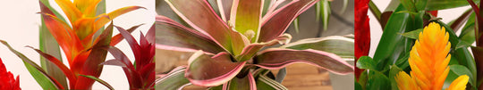 Taming the Wild Bromeliad for Your Home