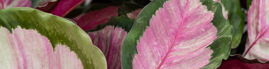 How to Care for Your Calathea & Keep It Alive