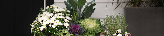 A Perfect Fall Front Door with Plants