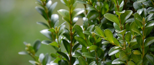 How to Plant an Evergreen Hedge