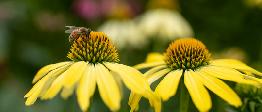 10 Drought Tolerant Plants