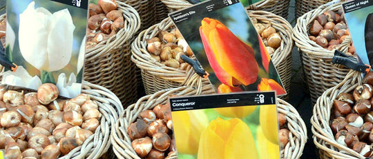 Quick Tip: Planting Tulip Bulbs