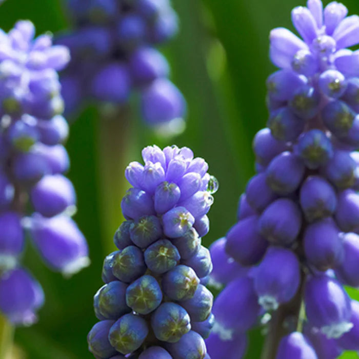 Muscari