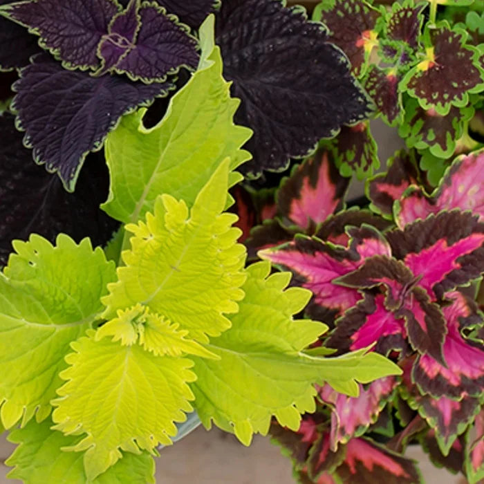 Coleus