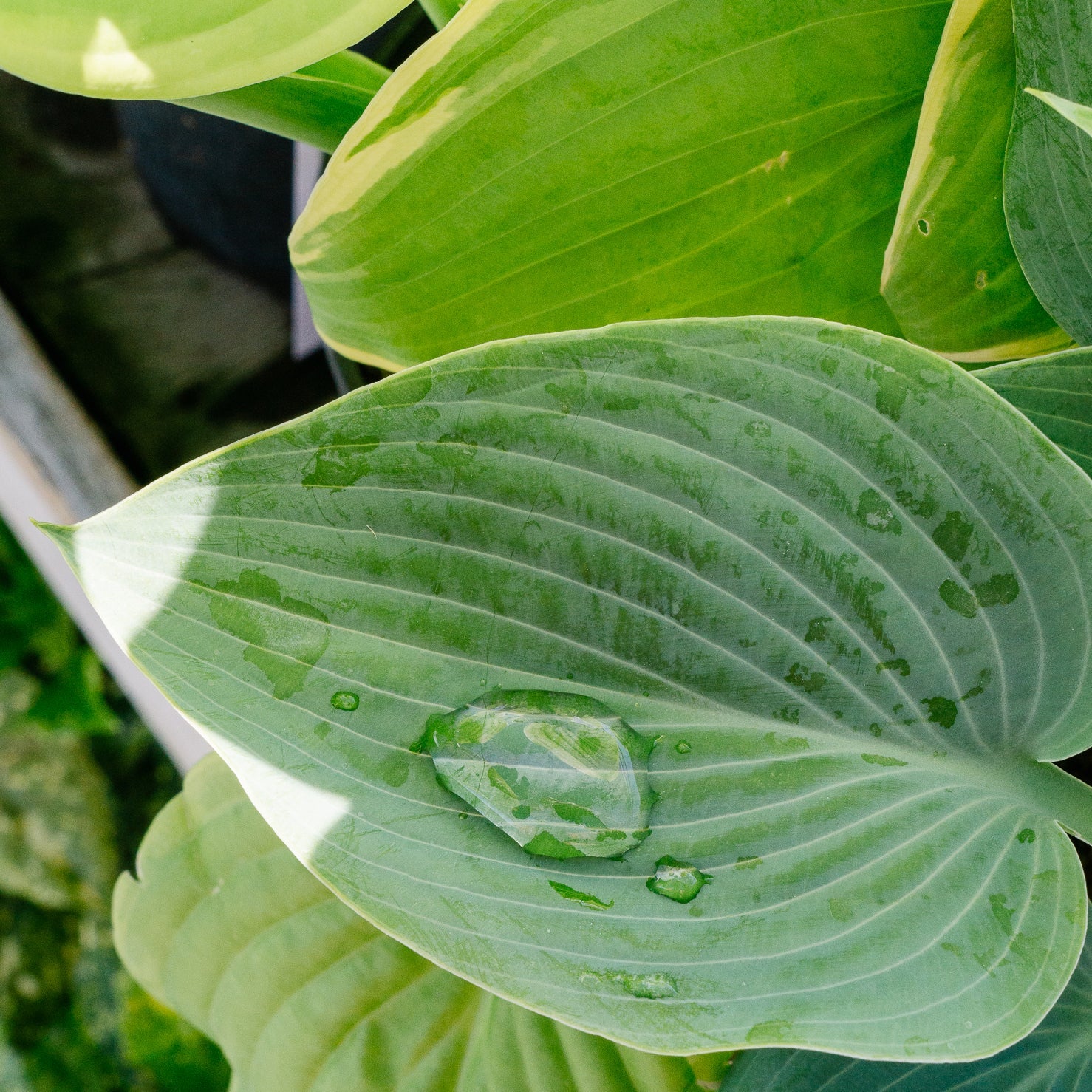 Hostas