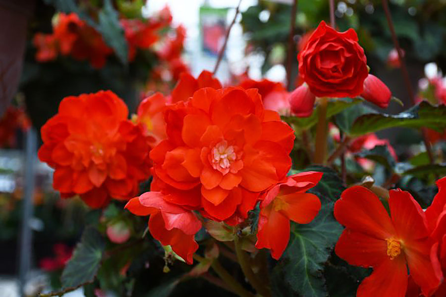 Moss Hanging Baskets Pre-orders at West Coast Gardens in Surrey BC