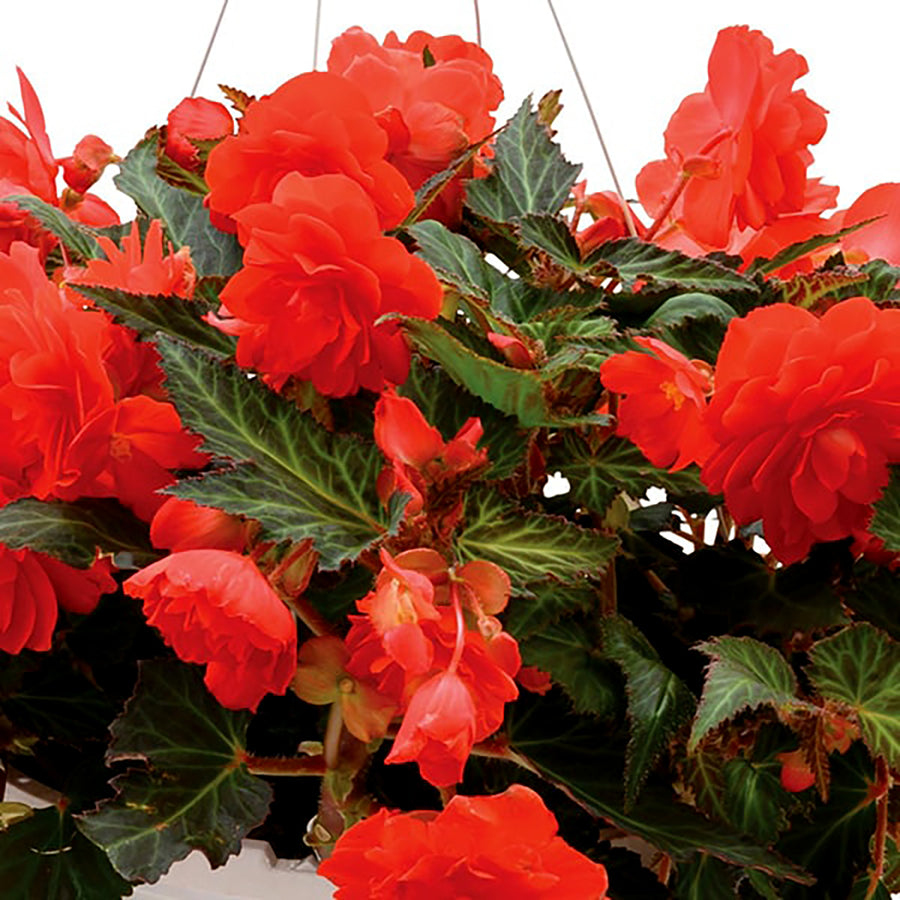 Moss Hanging Baskets Pre-orders at West Coast Gardens in Surrey BC