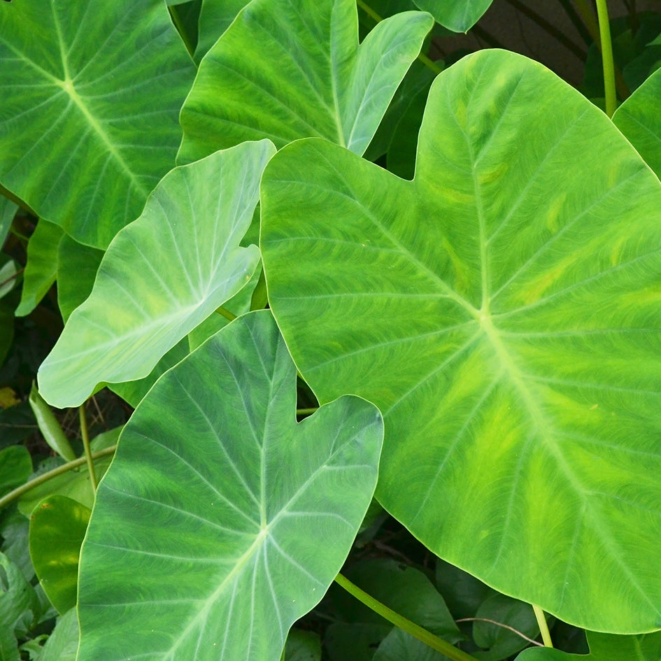 Colocasia