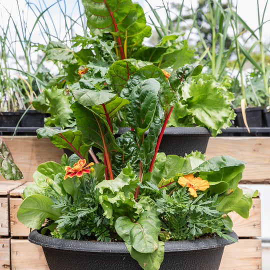 Using Veg & Herbs Plants in Pots