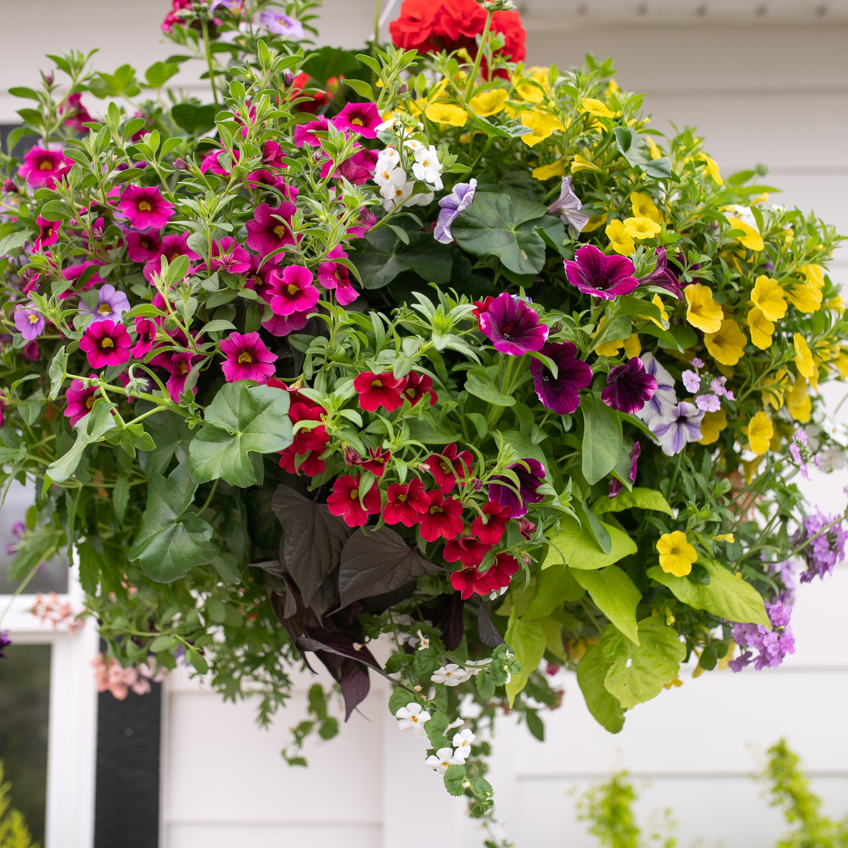 Moss Hanging Basket: West Coast Special – West Coast Gardens